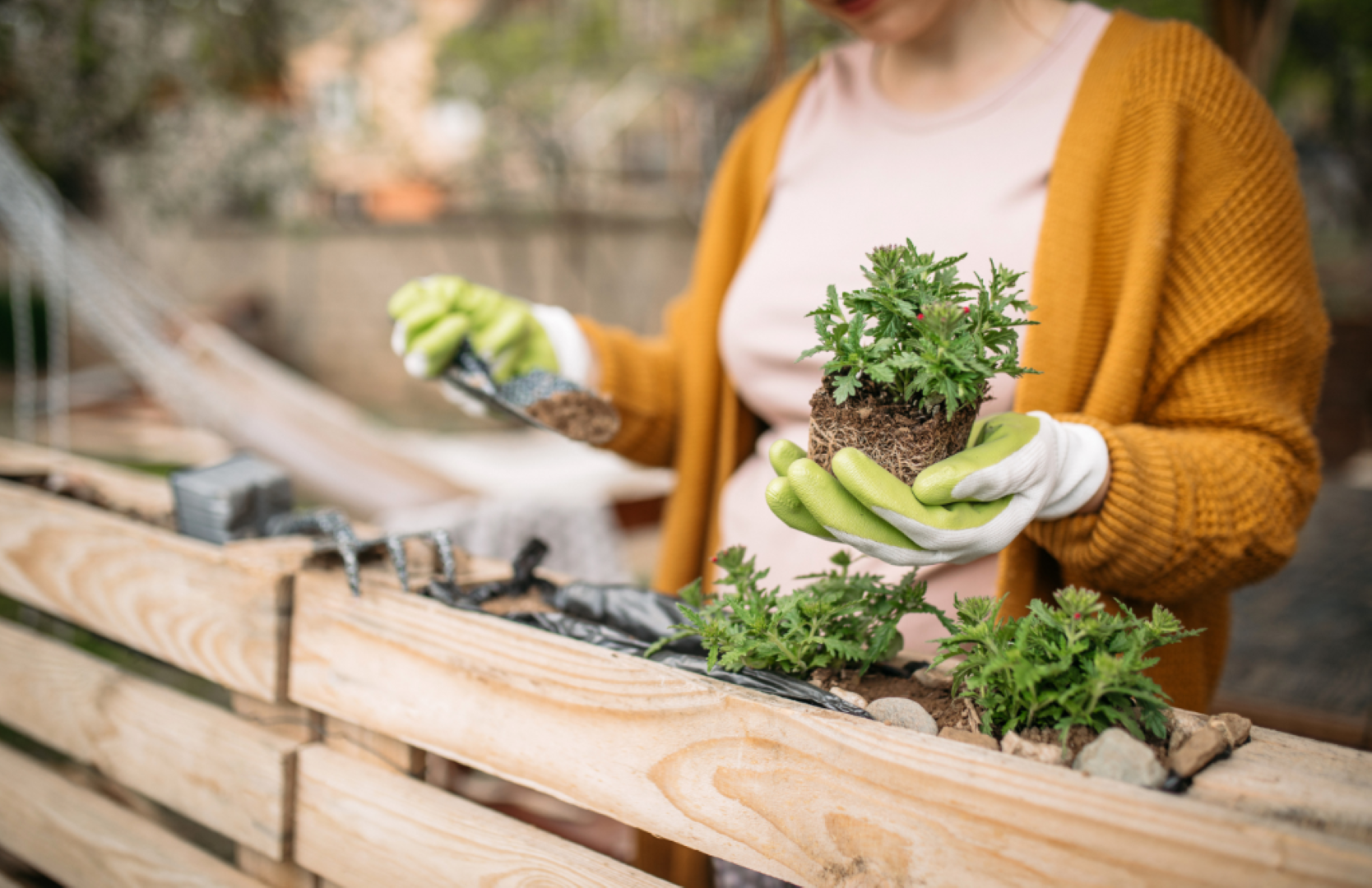 woman in gardening gloves holding a plant in front of raised bed